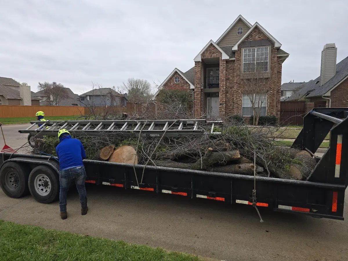 Expert Tree Fertilization with proper safety equipment in Thousand Palms